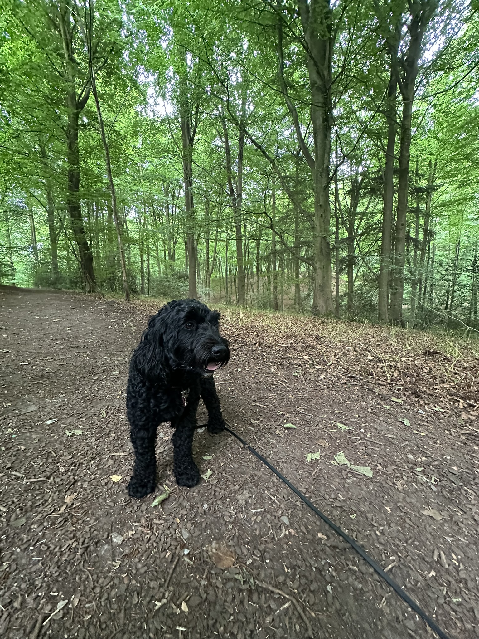 Woodland Walk